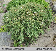 Potentilla fruticosa var. davurica