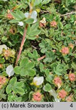 Potentilla fruticosa var. davurica