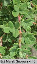 Potentilla fruticosa var. davurica