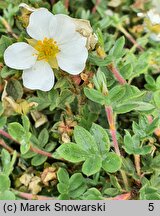 Potentilla fruticosa var. davurica