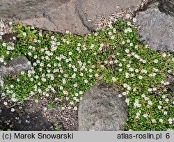 Bellium bellidioides