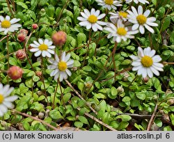 Bellium bellidioides