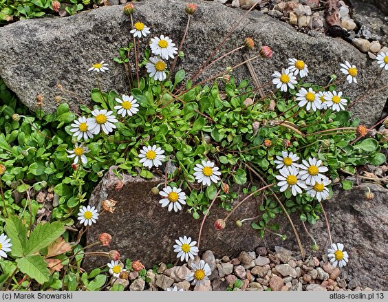 Bellium bellidioides