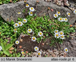 Bellium bellidioides