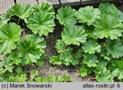 Darmera peltata (tarczownica tarczowata)