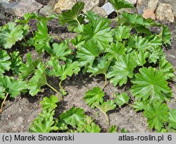 Darmera peltata (tarczownica tarczowata)