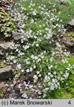 Linum suffruticosum (len solankowaty)