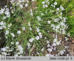 Linum suffruticosum (len solankowaty)