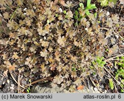 Geranium sessiliflorum Nigricans