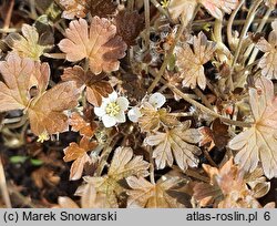 Geranium sessiliflorum Nigricans