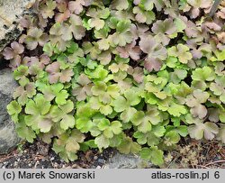 Hepatica transsilvanica (przylaszczka siedmiogrodzka)