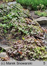 Hepatica transsilvanica (przylaszczka siedmiogrodzka)