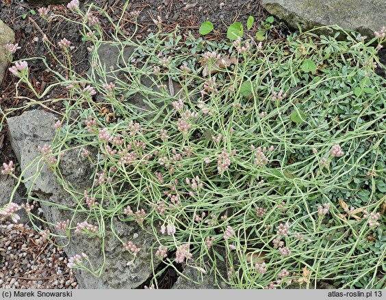 Antennaria rosea (ukwap różowy)