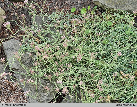 Antennaria rosea (okwap różowy)