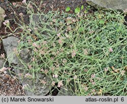 Antennaria rosea (ukwap różowy)