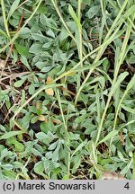 Antennaria rosea (ukwap różowy)