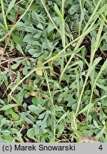 Antennaria rosea (okwap różowy)