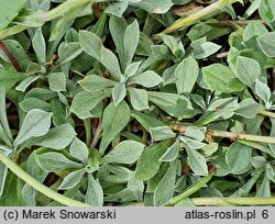 Antennaria rosea (ukwap różowy)