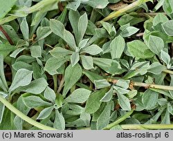 Antennaria rosea (okwap różowy)