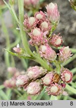 Antennaria rosea (ukwap różowy)