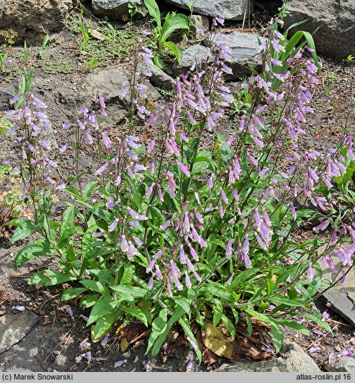 Penstemon hirsutus (penstemon kosmaty)