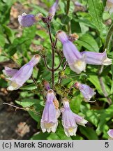 Penstemon hirsutus (penstemon kosmaty)