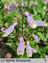 Penstemon hirsutus (penstemon kosmaty)