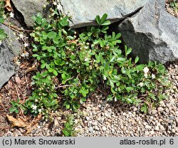 Potentilla tridentata (pięciornik trójząbkowy)