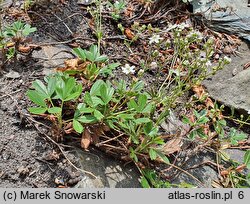 Potentilla tridentata (pięciornik trójząbkowy)