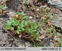 Potentilla tridentata (pięciornik trójząbkowy)