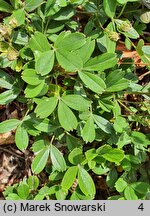 Potentilla tridentata (pięciornik trójząbkowy)