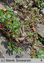 Potentilla tridentata (pięciornik trójząbkowy)