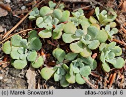 Sedum spathulifolium (rozchodnik łopatkowaty)