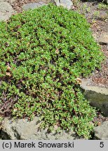 Eriogonum umbellatum ssp. majus var. majus (pokoślin baldaszkowaty odm. większa)