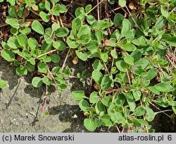 Eriogonum umbellatum ssp. majus var. majus (pokoślin baldaszkowaty odm. większa)