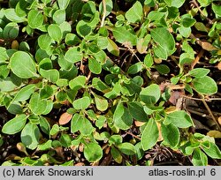 Eriogonum umbellatum ssp. majus var. majus (pokoślin baldaszkowaty odm. większa)