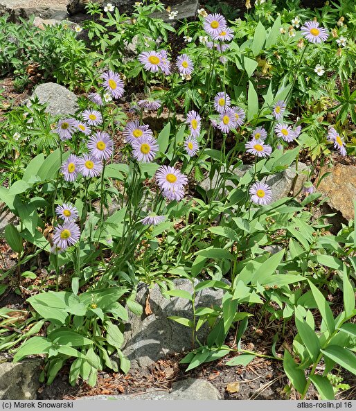 Erigeron compositus (przymiotno złożone)