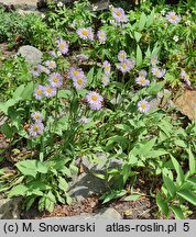 Erigeron compositus (przymiotno złożone)