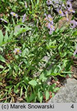 Erigeron compositus (przymiotno złożone)