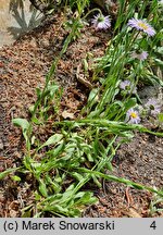 Erigeron compositus (przymiotno złożone)