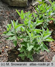 Ruellia humilis (ruellia niska)