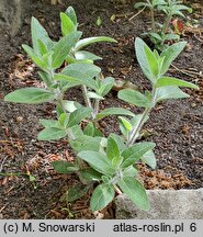 Ruellia humilis (ruellia niska)