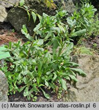 Grindelia squarrosa (doględka nastroszona)