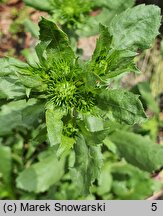 Grindelia squarrosa (doględka nastroszona)