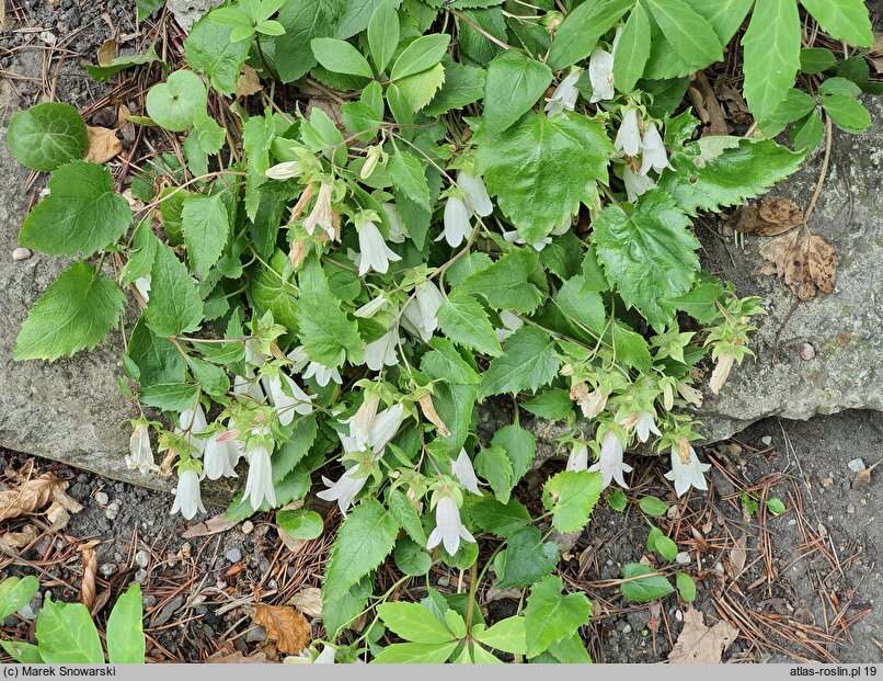 Campanula betulifolia (dzwonek brzozolistny)