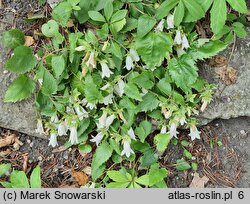 Campanula betulifolia (dzwonek brzozolistny)