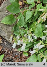 Campanula betulifolia (dzwonek brzozolistny)