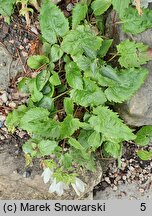 Campanula betulifolia (dzwonek brzozolistny)