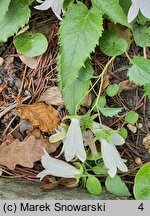 Campanula betulifolia (dzwonek brzozolistny)