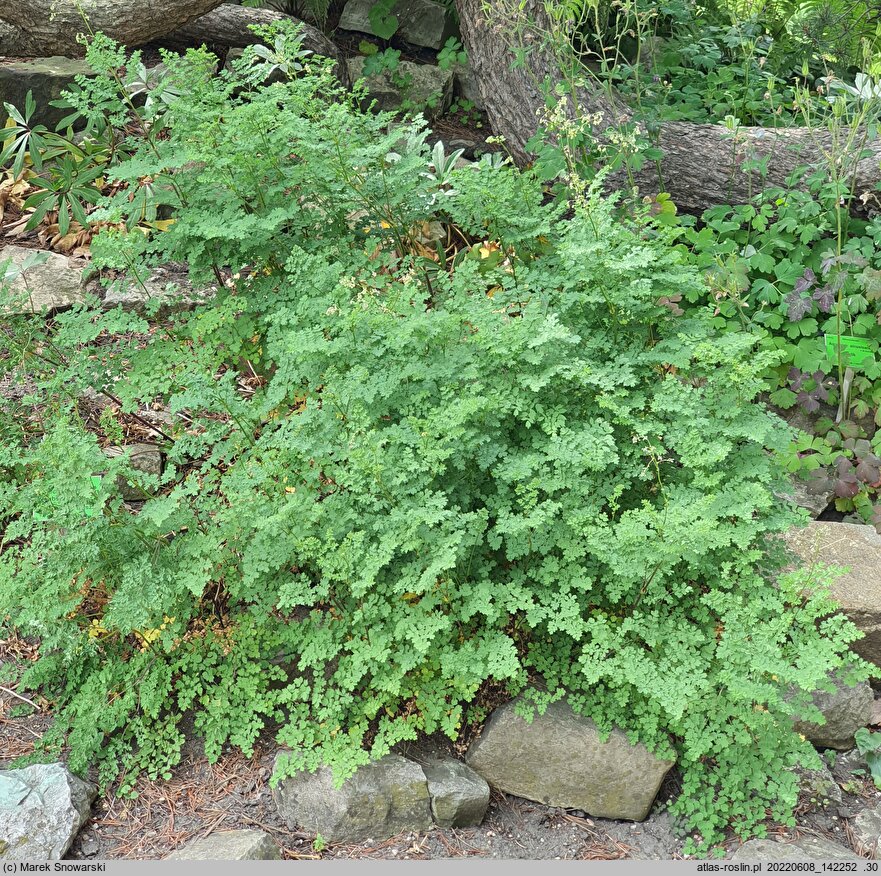 Thalictrum minus ssp. saxatile